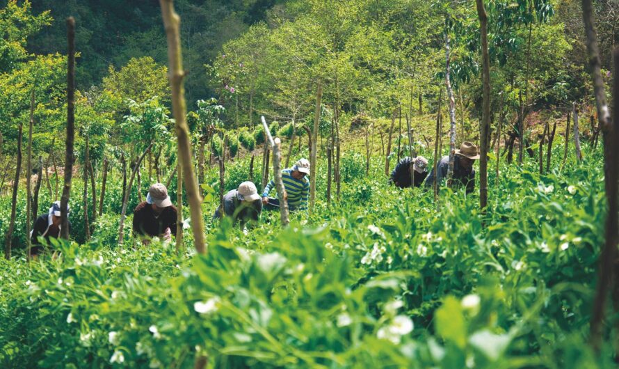 La Industria Agropecuaria en Guatemala: Cultivando el Crecimiento y la Sostenibilidad