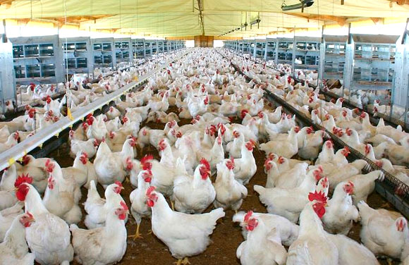 El Sector Avícola en Guatemala: Contribuciones, Desafíos y Participación Empresarial Destacada