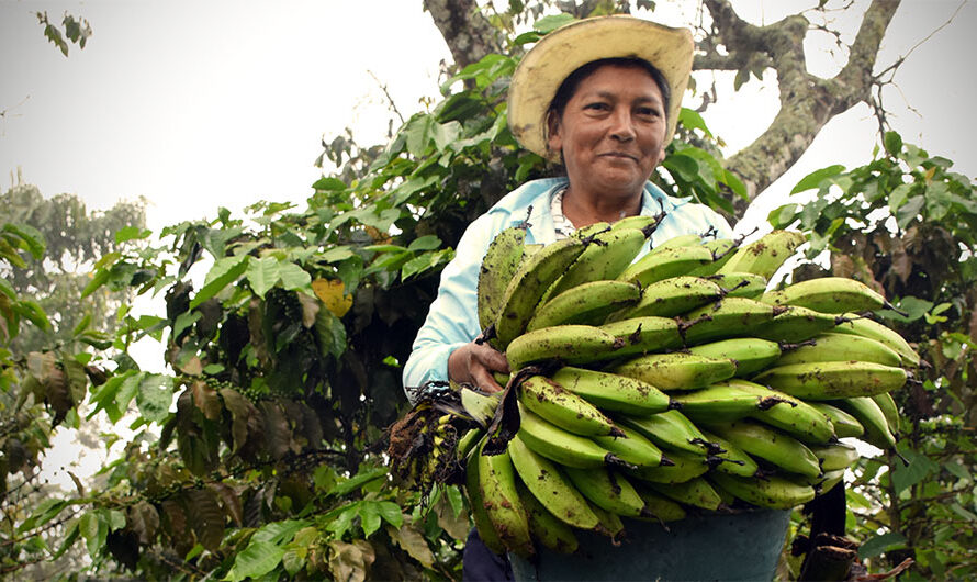 Diverse Exports from Central America: Beyond Coffee and Bananas