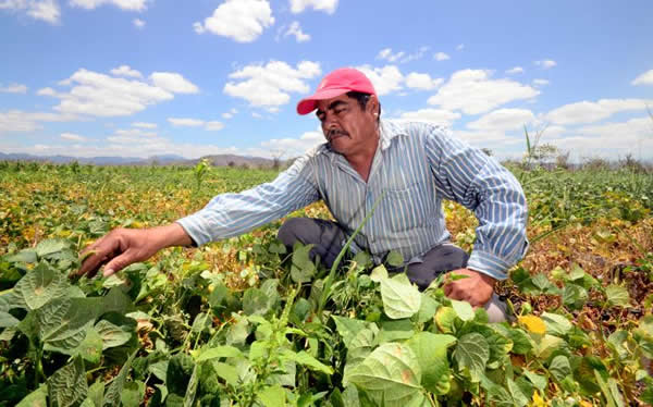 The Agricultural Industry in Central America: A Pillar for Regional Development